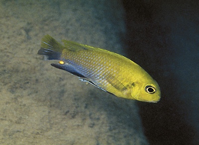 Tropheops sp. 'chitimba'